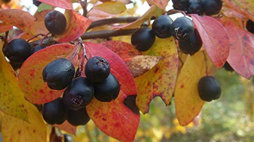 Vibrant Autumn Cotoneaster Garden Shrub Laminated Poster - 20x30 Inch Home Decor for Wall Art, Perfect for Living Room, Bedroom & Office Decoration