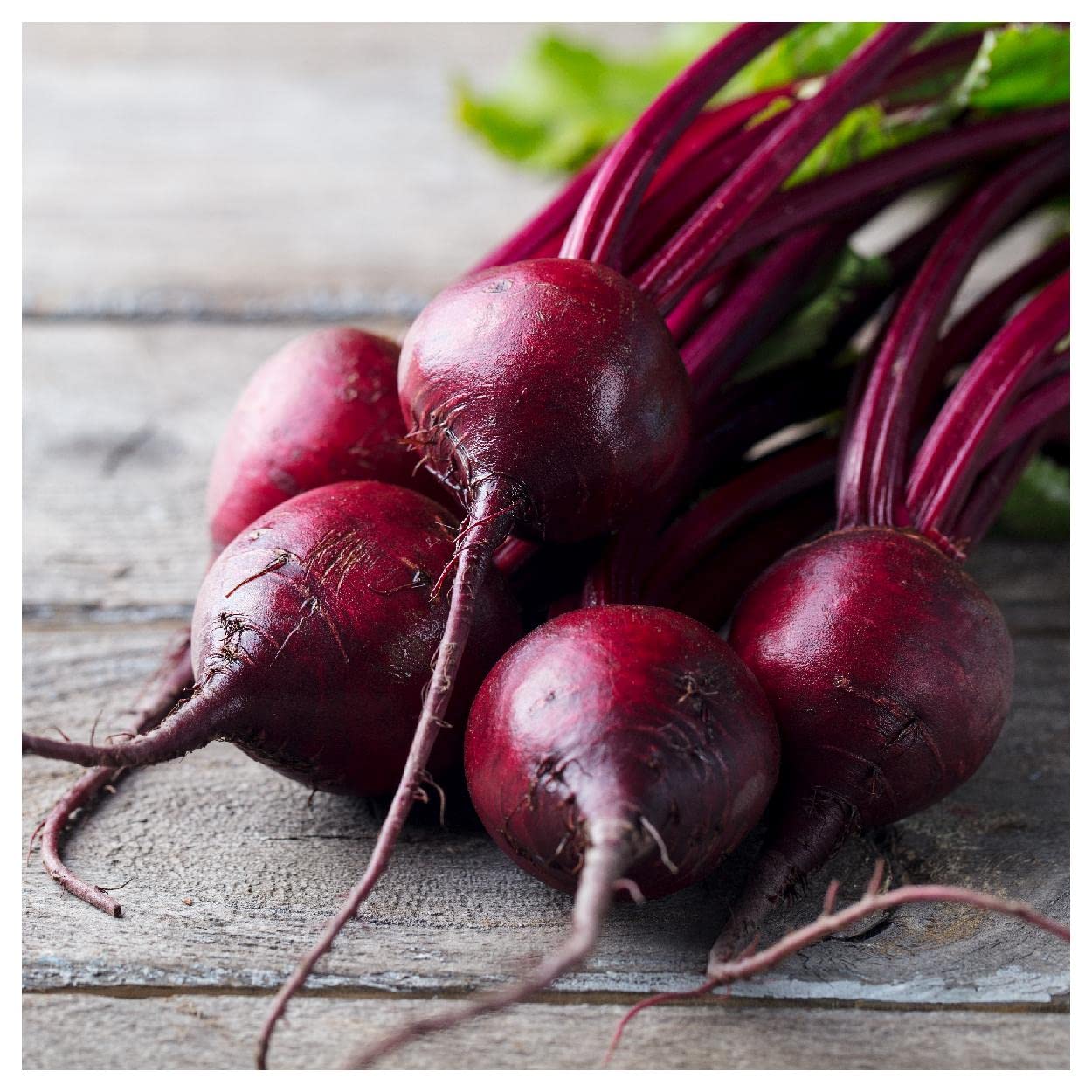 Bull's Blood Beet Seeds 1/4 Lb - Everwilde Farms - for Gardening & Cooking