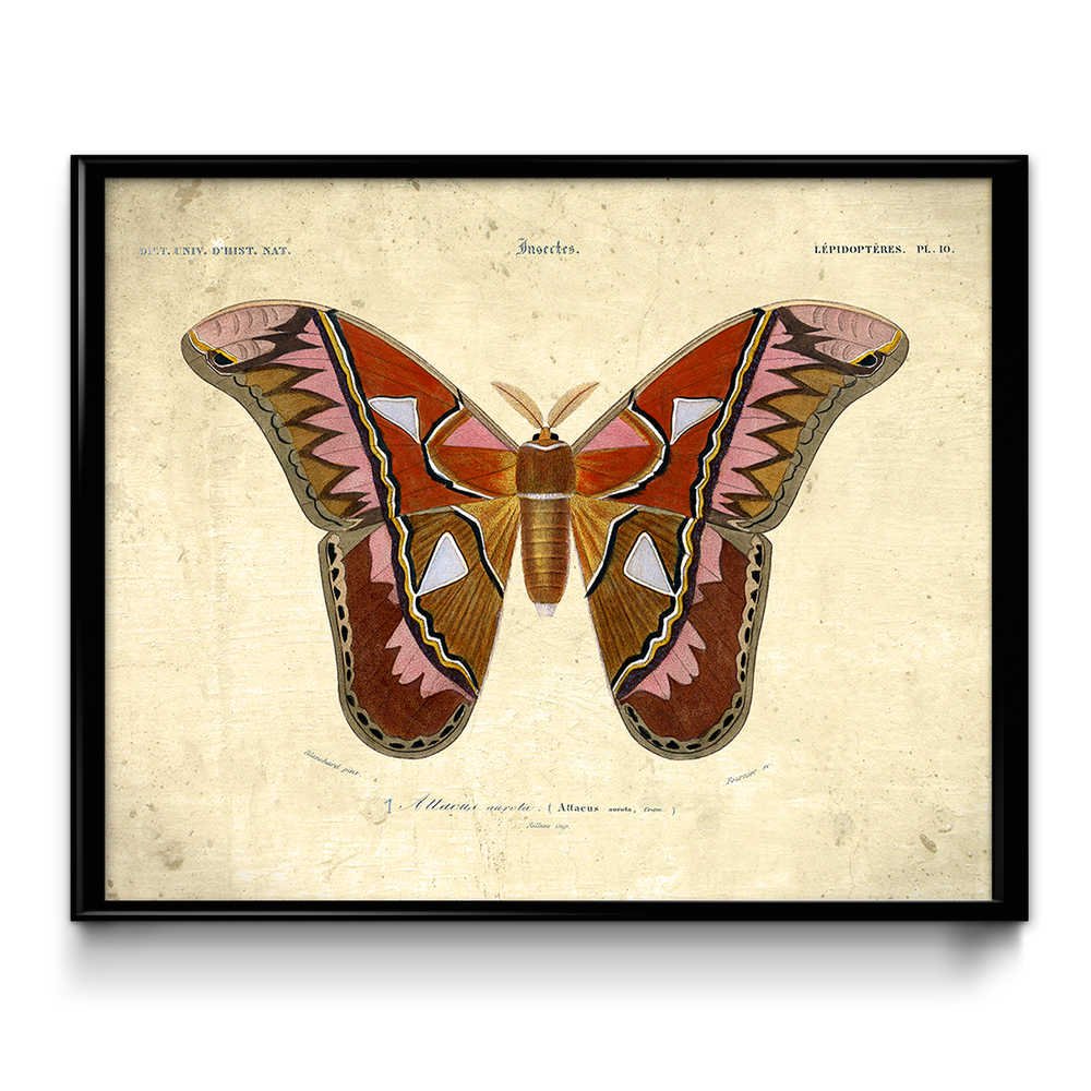 Butterfly Vintage Print Poster - 16x12 Inch Butterfly Art Wall Decor for Home, Kitchen, Living Room, Bedroom - Orbigny Daybreak Design