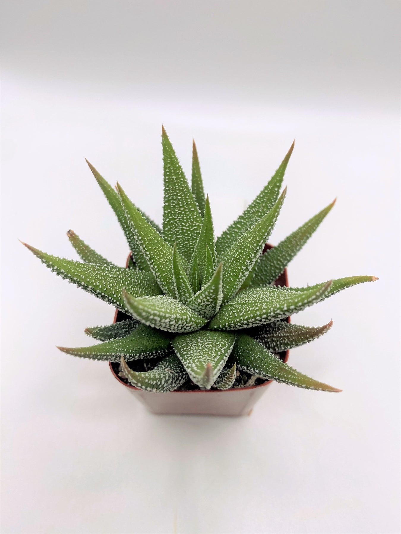 Haworthia Attenuata Zebra Plant - Live Succulent for Home & Office Decor - Low Maintenance Indoor Houseplant for Desktops, Terrariums & Gifts