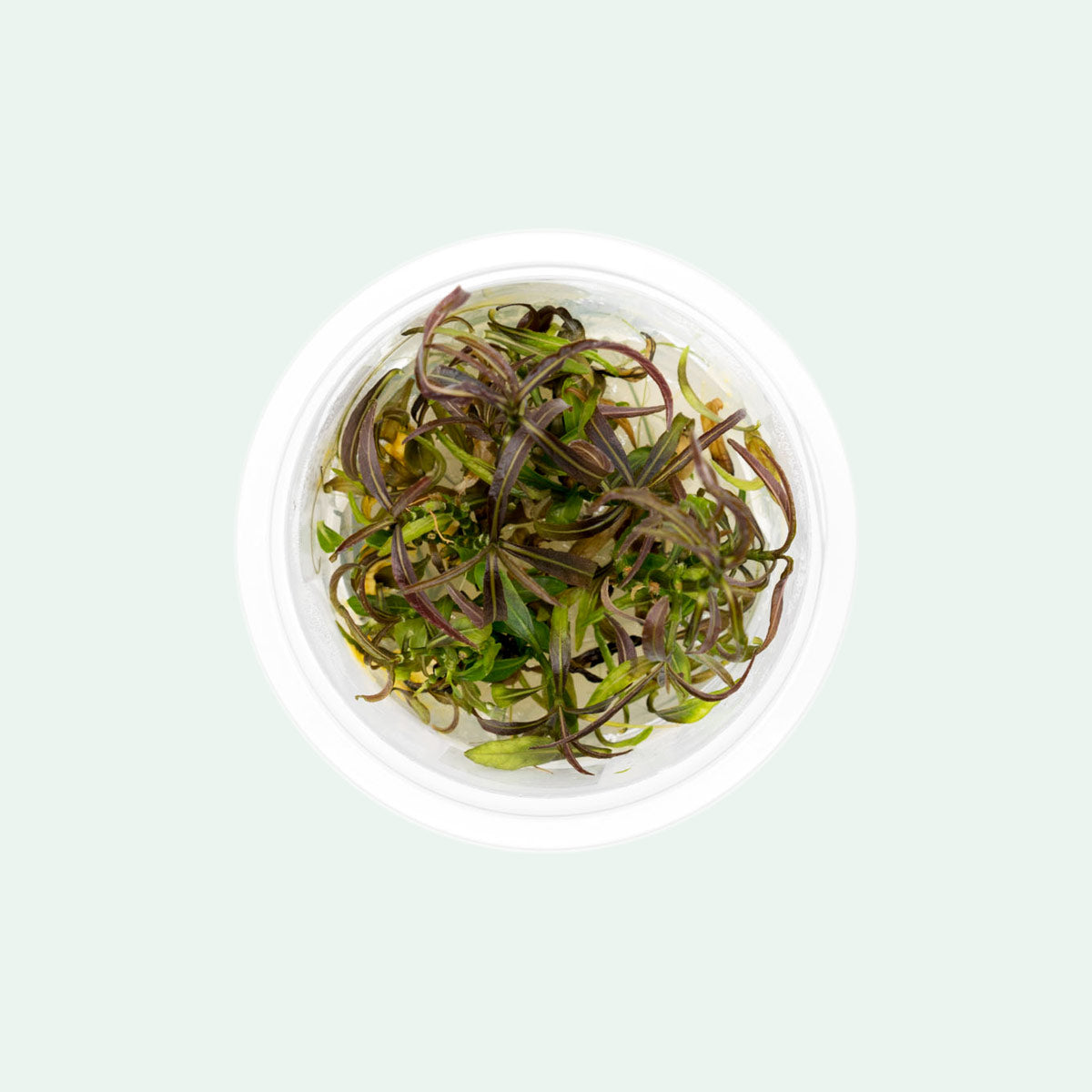 Hygrophila Lancea Araguaia Aquatic Plant - Live Freshwater Aquarium Plant for Fish Tanks, Aquascaping & Low-Tech Setups