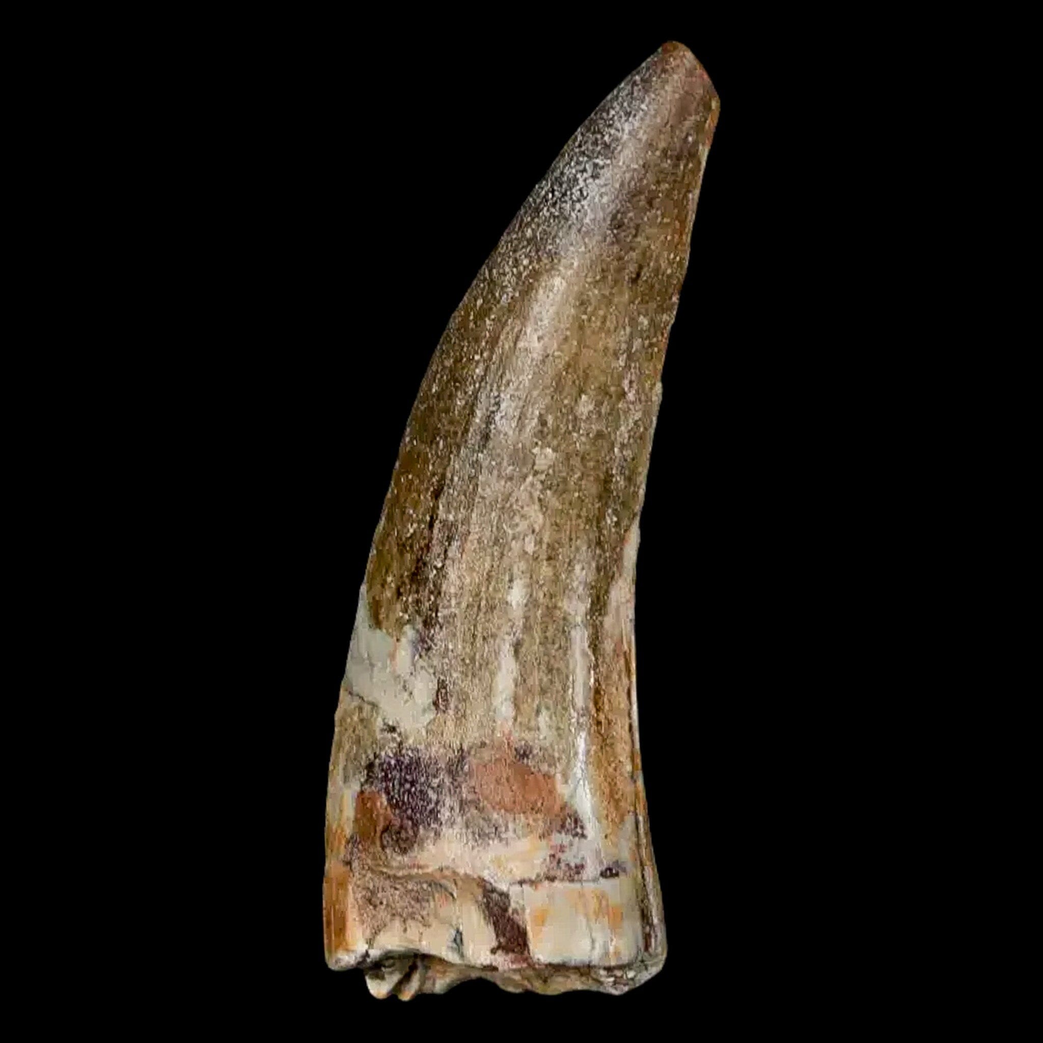 Authentic 2 Suchomimus Fossil Teeth - Cretaceous Spinosaurid Dinosaur Fossils from Niger with COA | Rare Dinosaur Collectibles for Paleontology Enthusiasts & Museum Displays
