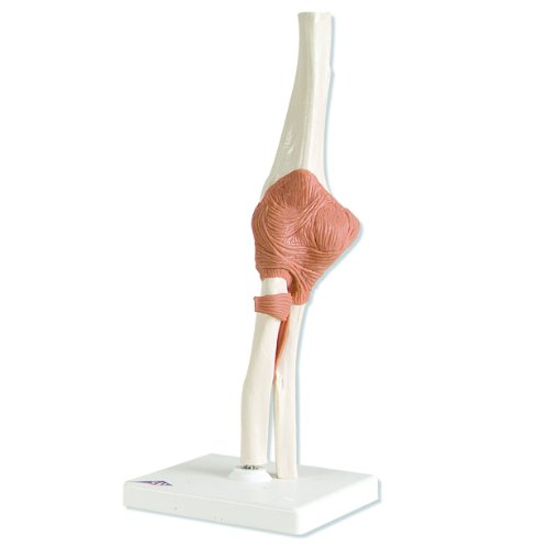 Elbow Model