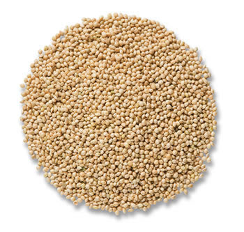 Premium Duncraft Millet Seed for Wild Birds - High-Quality Bird Food Attracts Finches, Sparrows & More - Perfect for Bird Feeders, Gardens & Backyard Birdwatching