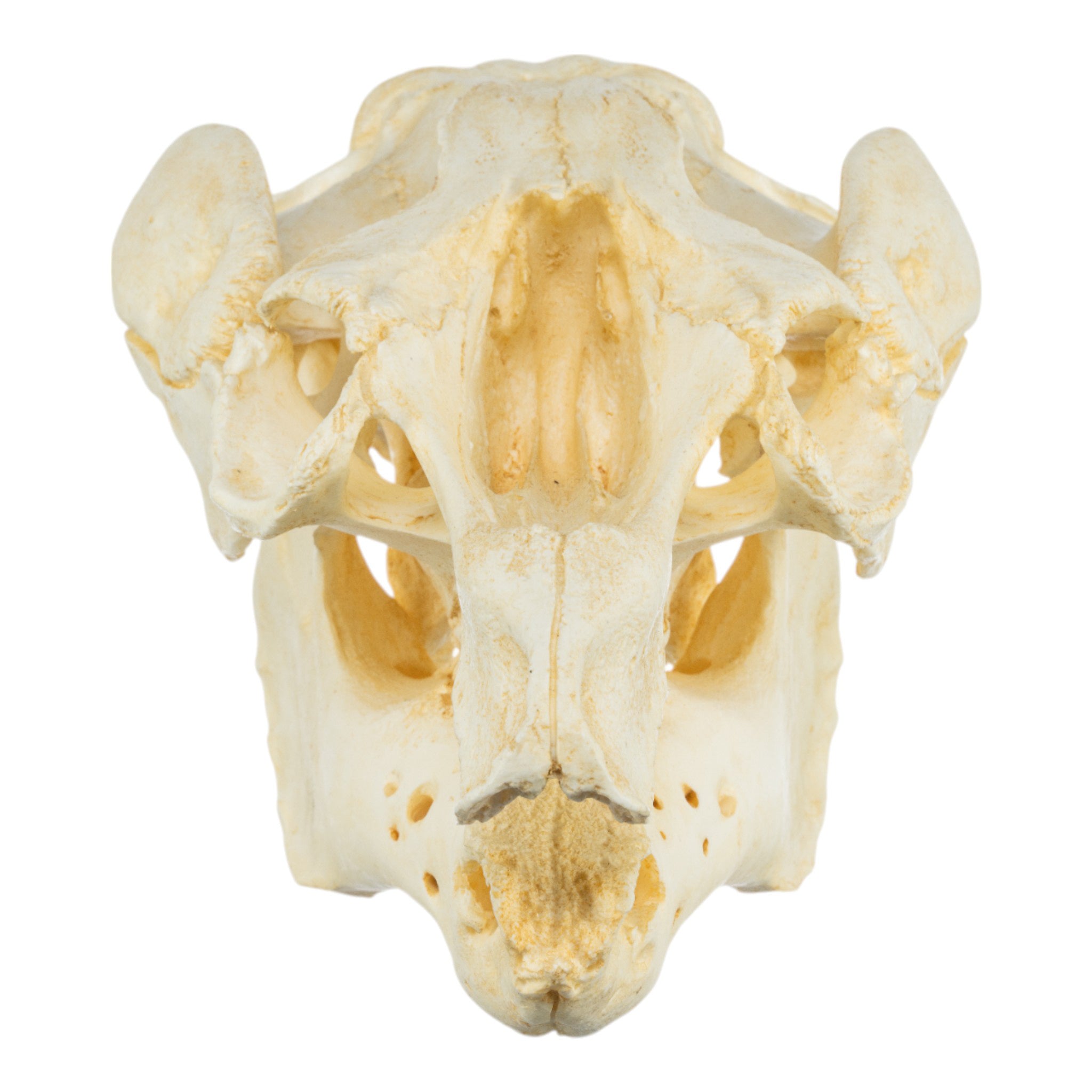 Authentic Replica Amazon Manatee Skull - Lifelike Manatee Skull Model for Home Decor, Educational Display & Halloween Props | Perfect for Science Classrooms, Gothic Decor & Themed Parties