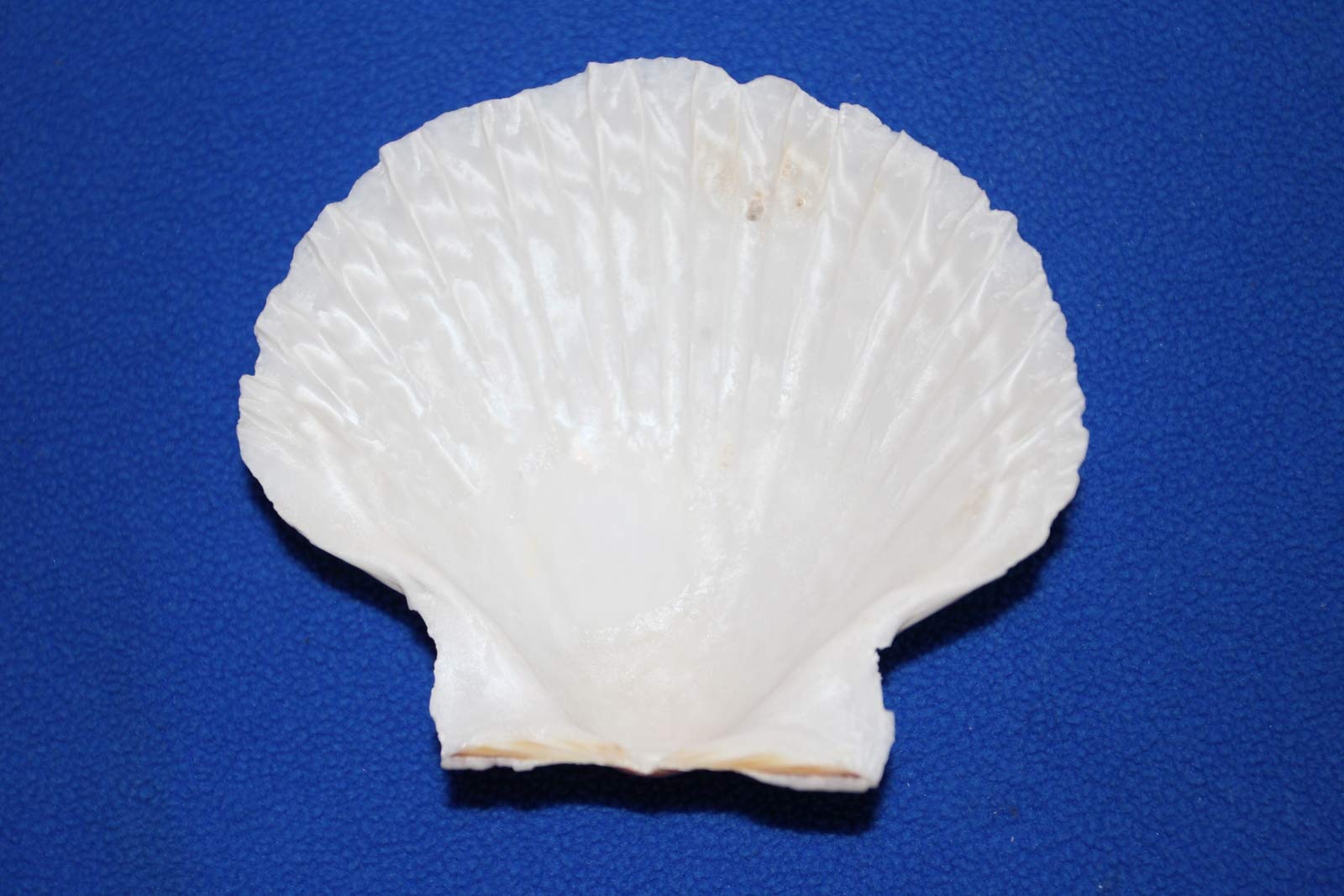 40-Piece Irish Seashell Cup Set | 3.75