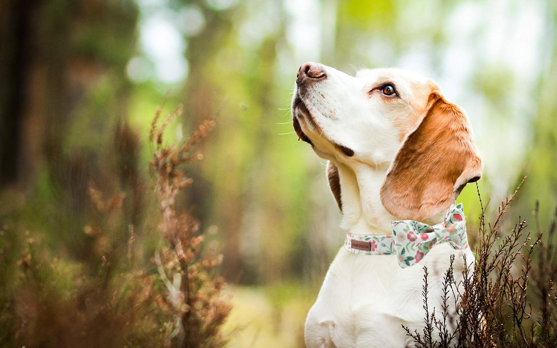 Elegant Adjustable Dog Collar with Bow Tie - Comfortable Pet Collar for Small, Medium & Large Dogs & Cats - Perfect for Parties, Weddings & Special Occasions