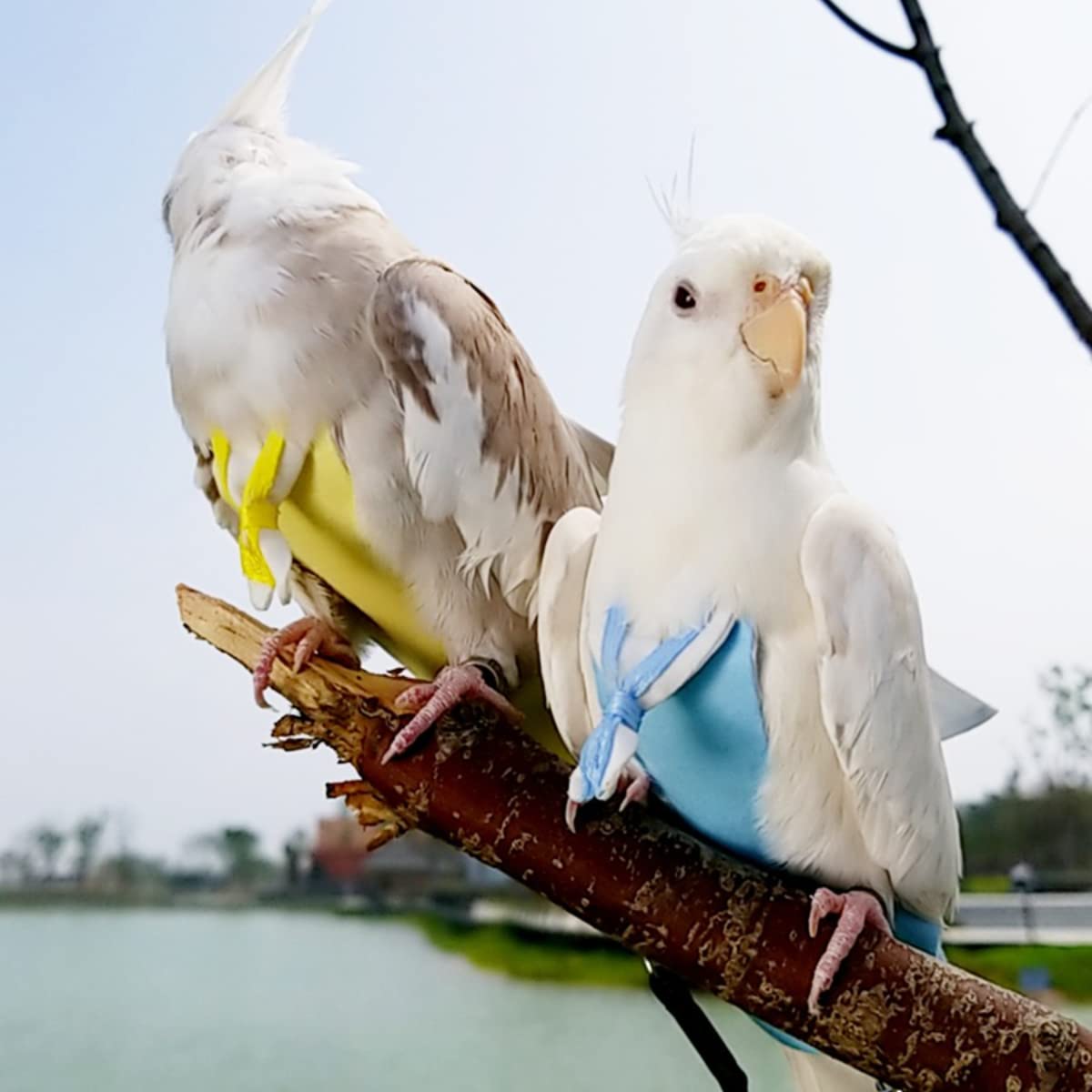 **Blue Large Bird Flight Suits Diapers - Parrot Sailor Suits for Monk Parakeets & Cockatiels | Training Nappy Suit Liners & Clothes | Perfect for Outdoor Adventures & Indoor Play**