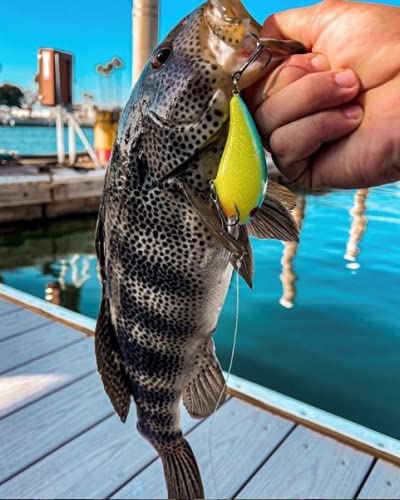 Topwater Bass Fishing Lure - Hula Popper with Realistic Action for Freshwater & Saltwater - Perfect for Lake, River, and Pond Fishing Adventures