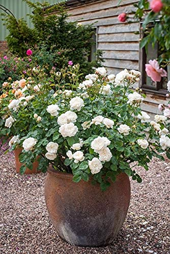 2 Pounds Water Absorbing Crystal Polymer Soil - Moisture Retention Beads for Plants, Flowers, Vegetables - Ideal for Indoor/Outdoor Gardening & Drought Conditions