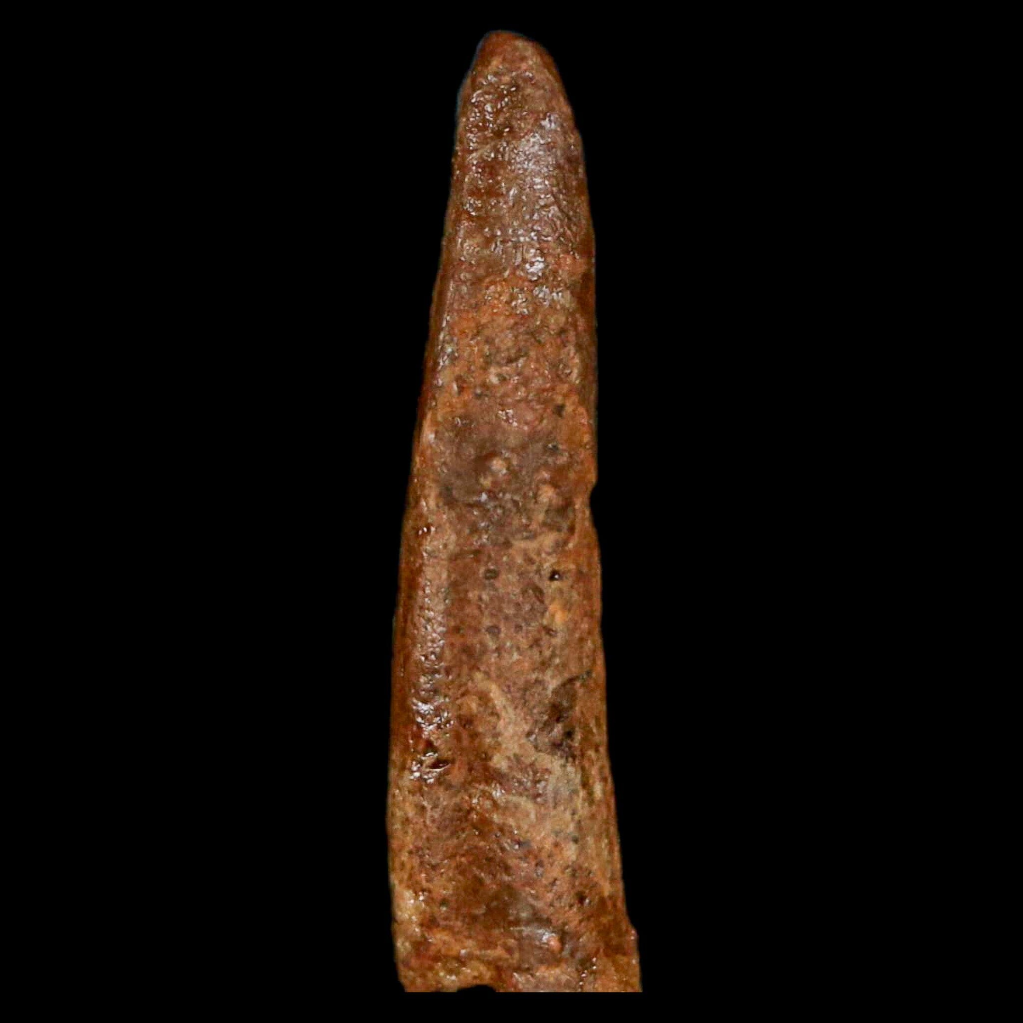 Authentic Pterosaur Coloborhynchus Fossil Tooth - Upper Cretaceous Era - Morocco - Includes COA - Perfect for Paleontology Collections & Dinosaur Enthusiasts - Great Display Piece for Museums, Classrooms, or Home Decor