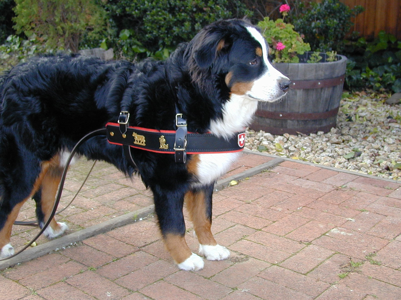 Premium Swiss Draft Horse Harness – Heavy Duty Leather Work Harness for Farming, Plowing & Logging | Durable & Comfortable for Draft Horses