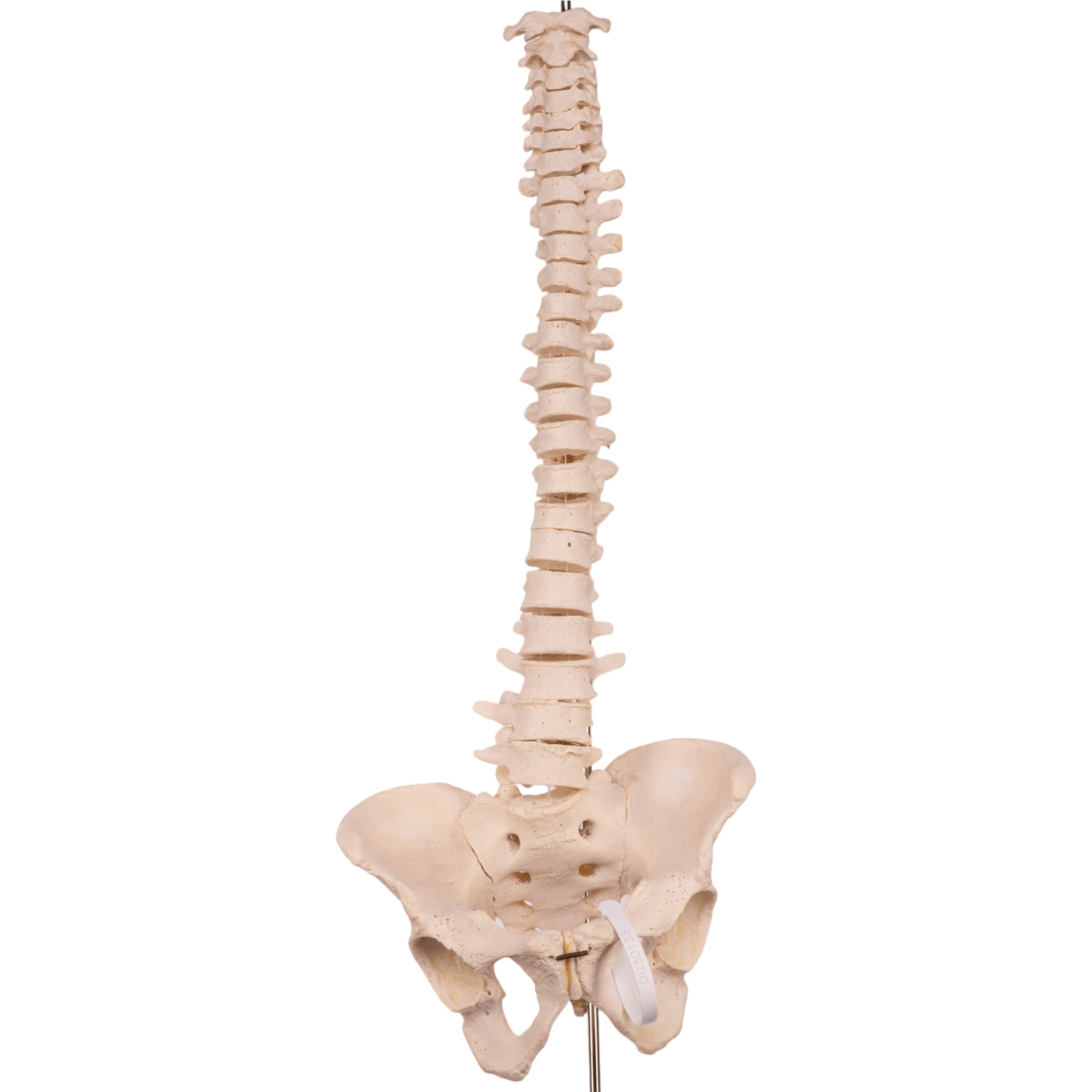 Authentic Human Spine, Sacrum & Pelvis - Medical Anatomy Model for Students, Doctors & Researchers | Perfect for Medical Education, Study & Display