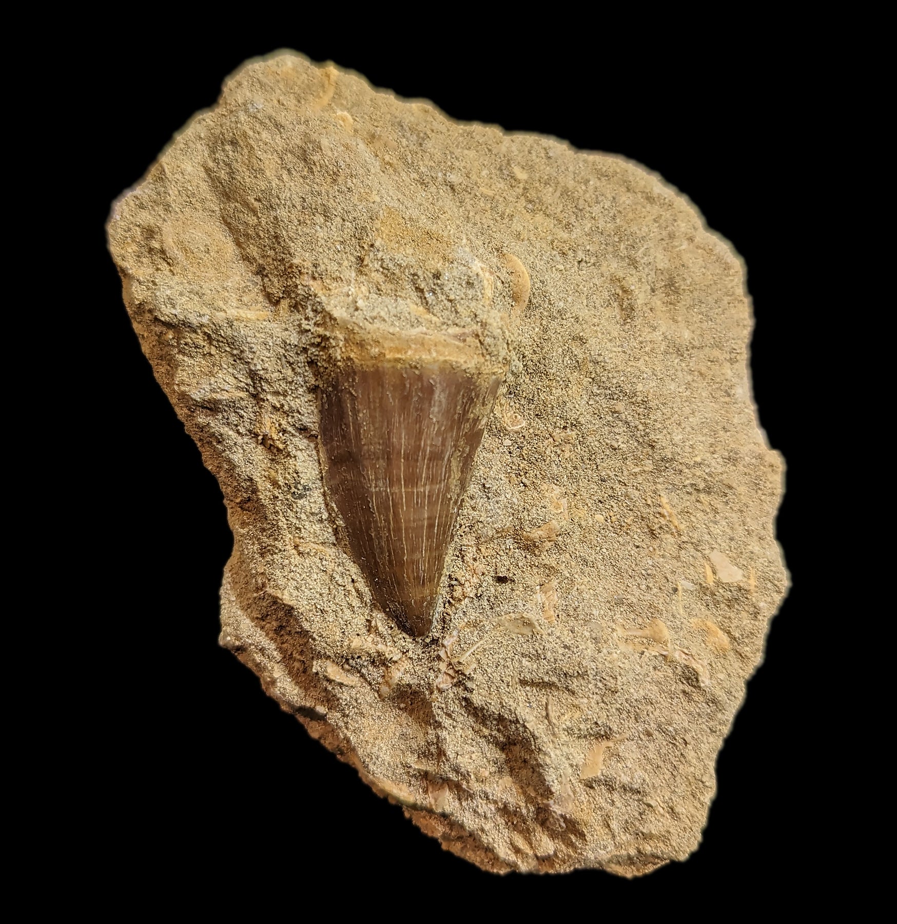 Authentic Mosasaur Tooth Fossil in Natural Matrix - Prehistoric Marine Reptile Specimen for Collectors, Education & Home Decor