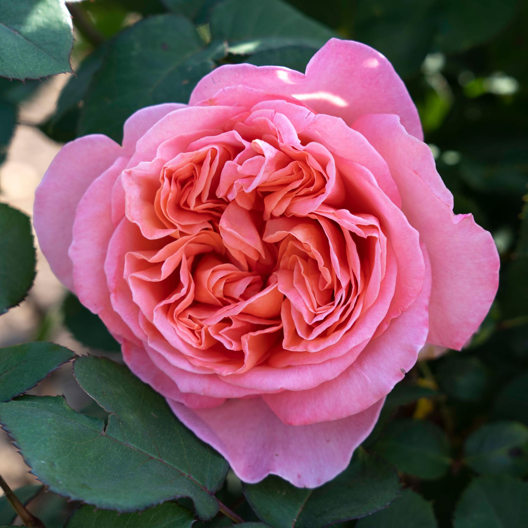 Summer Romance Rose Plant 1.5 Gallon Potted - Fragrant Pink Floribunda Roses | Heavy Reblooming, Own Root | Perfect for Cut Flowers, Garden Borders & Romantic Landscaping