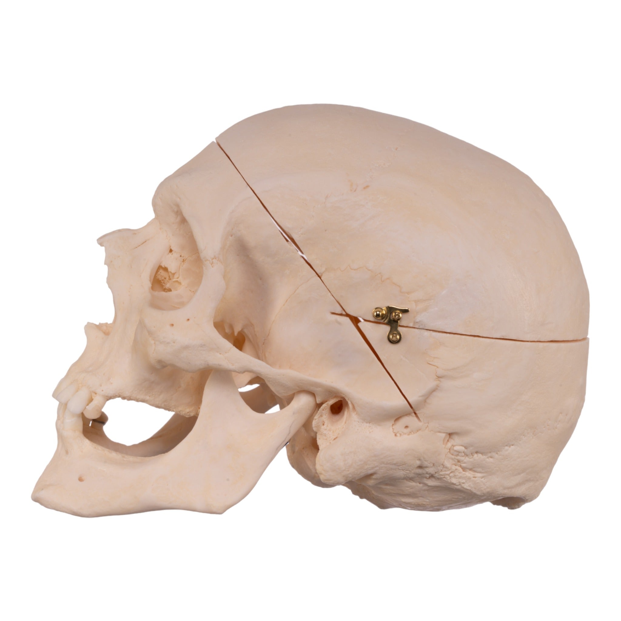 Premium Anatomical Human Skull Model - Accurate Medical & Educational Replica for Doctors, Students & Halloween Decor | Perfect for Classroom, Lab Study & Spooky Party Decorations