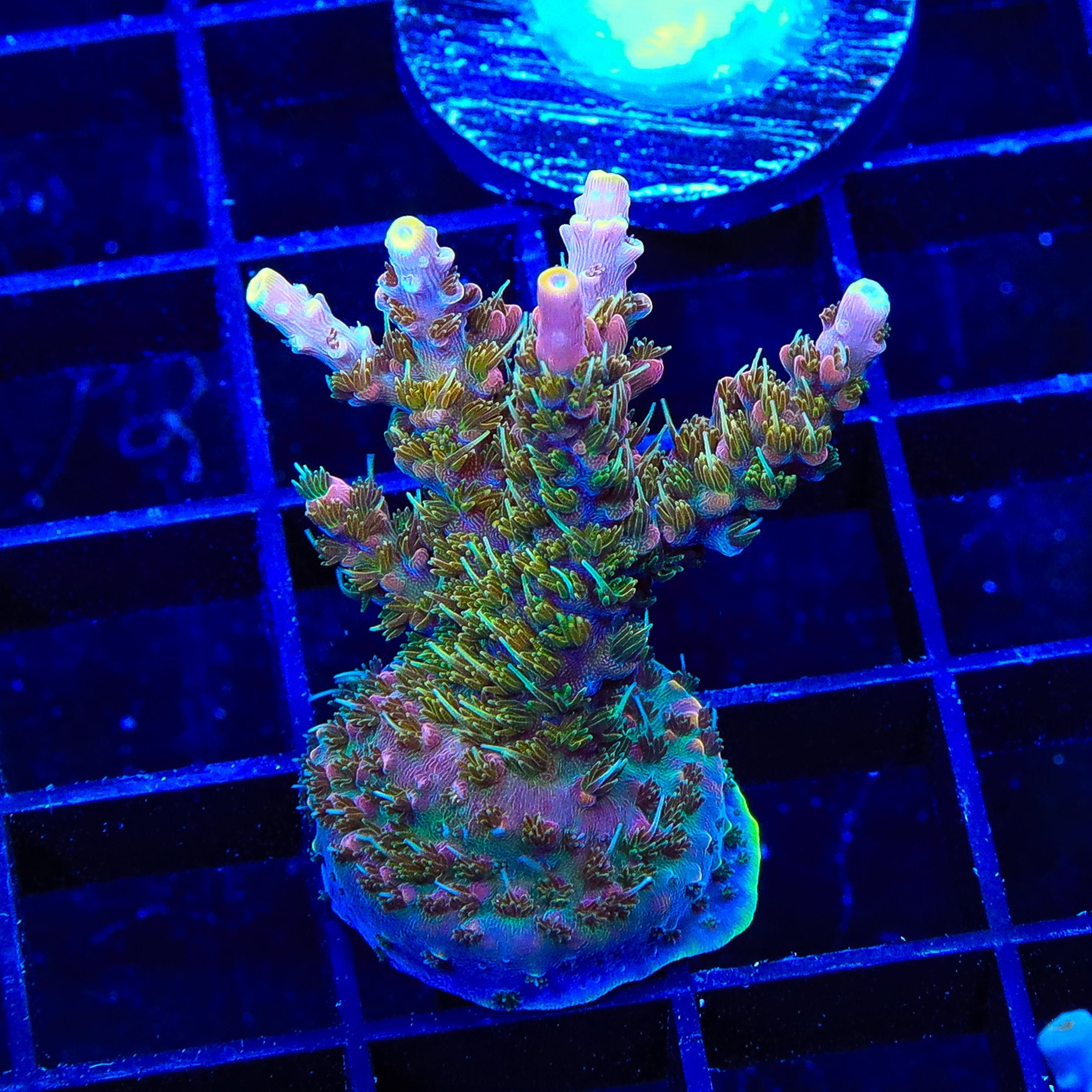 Premium CC Voodoo Majick Acropora XL Frag Coral for Saltwater Aquariums - Perfect for Reef Tanks & Coral Propagation