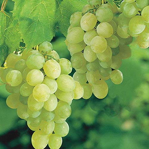 Thompson Seedless Grape Vine Live Plant - Sweet White Green Grapes, Large Fruit Clusters, 1 Gallon Potted (Set of 2) | Perfect for Home Gardens, Vineyards & Fresh Fruit Production