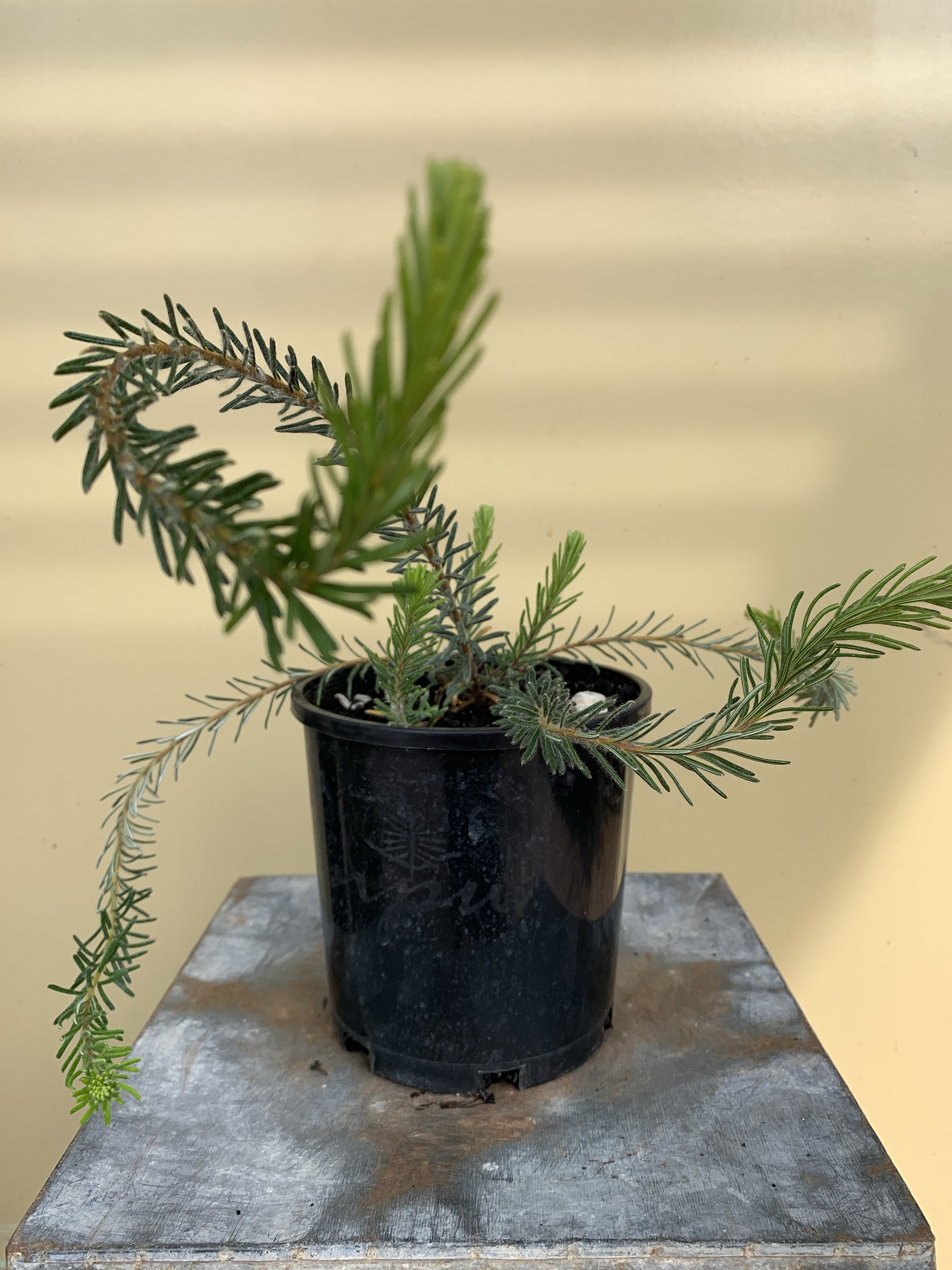 Banksia Violacea - Rare Purple Banksia Flower Seeds for Planting | Unique Australian Native Plant for Home Garden & Landscaping | Perfect for DIY Floral Arrangements & Gift Ideas