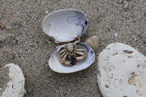 20x30 Inch Crab Sand Stone Oyster Laminated Poster - Vibrant Colors & HD Print - Perfect for Home Decor, Office Wall Art & Coastal Theme Rooms