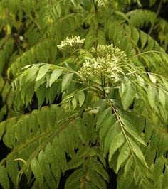 Organic Curry Leaves & Seeds for Home Gardening - 70 Pack | Grow Your Own Spices for Indian Cooking, Herbal Remedies & Fresh Seasonings