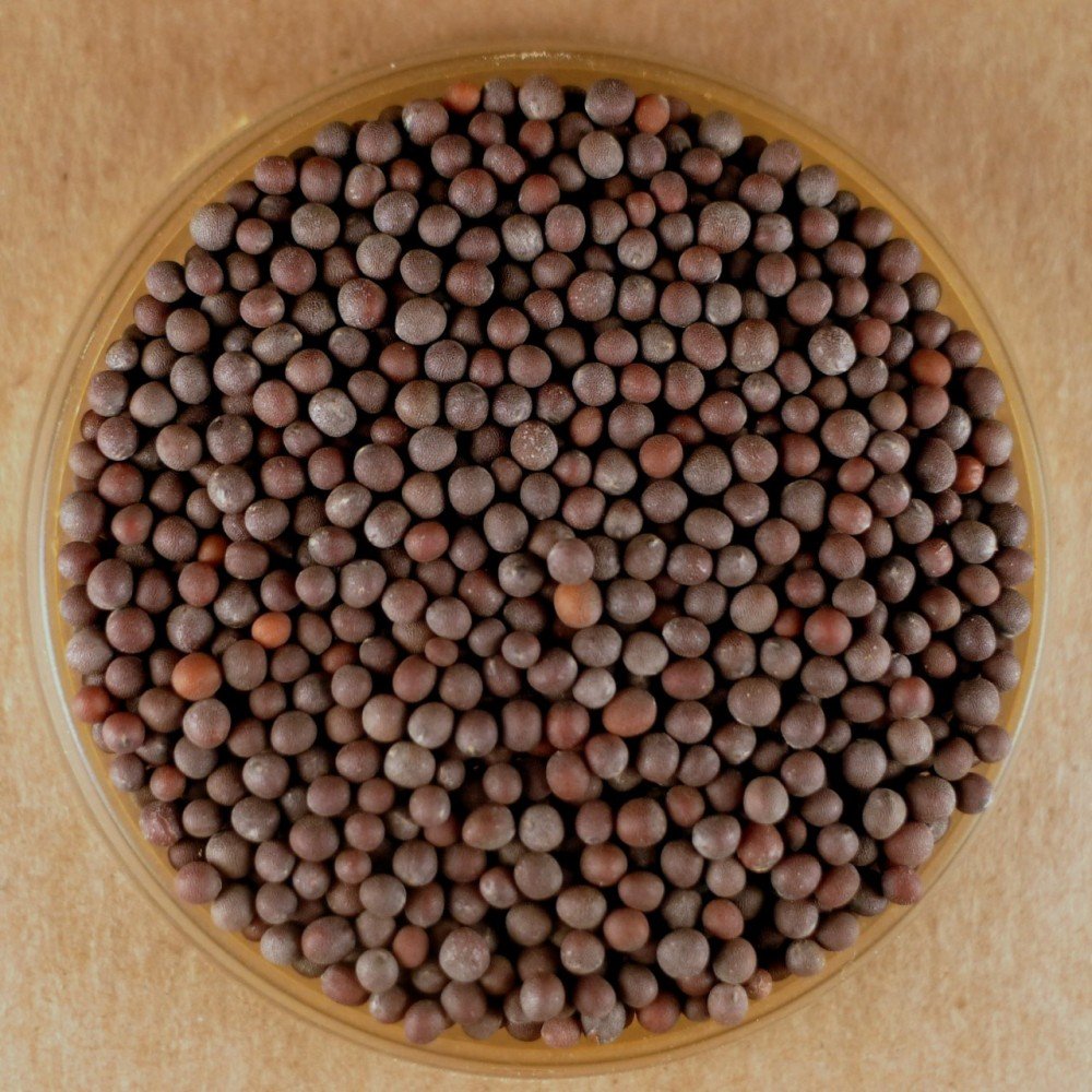 Organic Whole Brown Mustard Seeds - 50 lbs Bulk | Premium Quality for Cooking, Pickling & Spice Blends | Ideal for Restaurants, Catering & Home Chefs