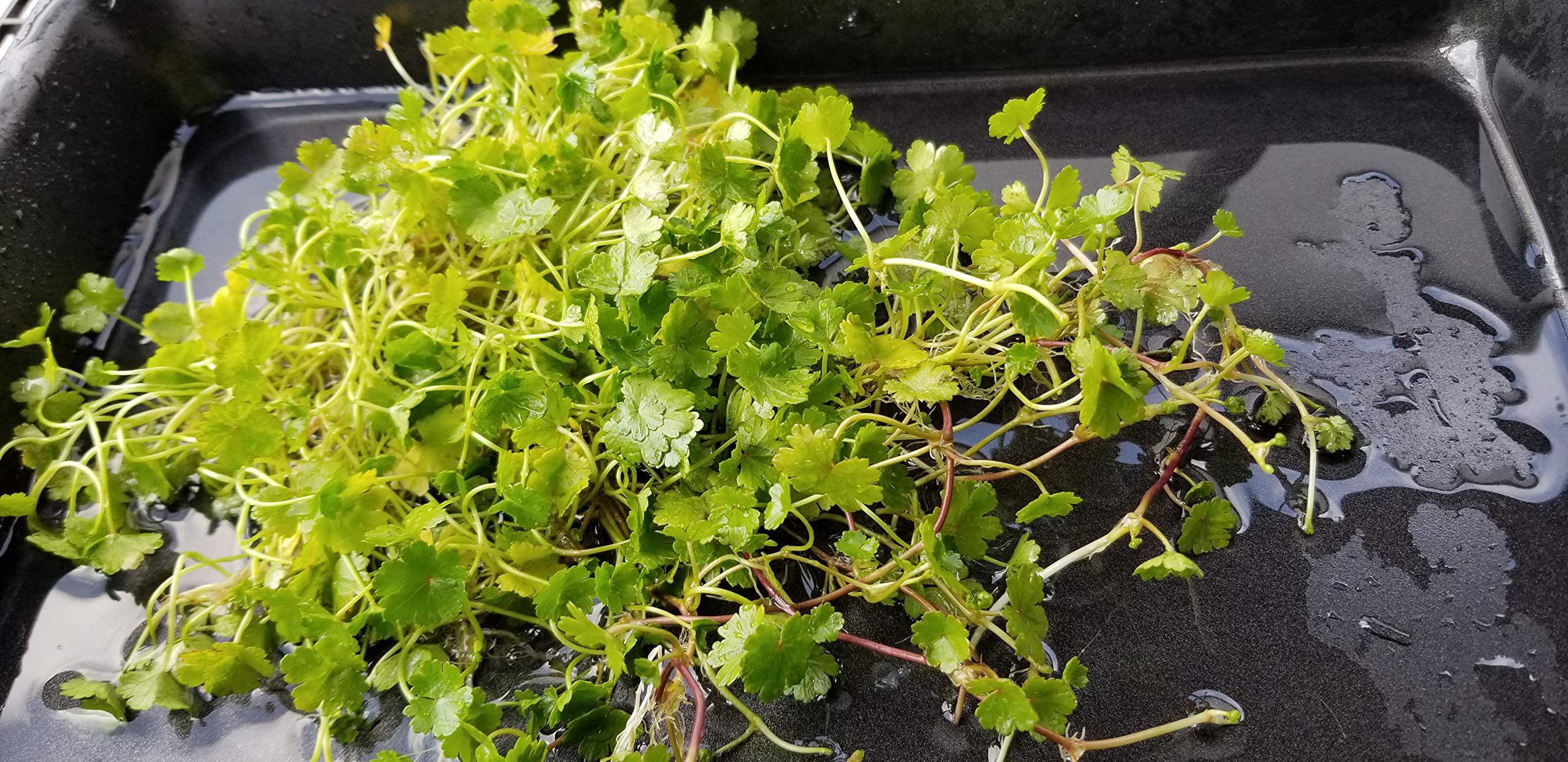 Dwarf Pennywort (Hydrocotyle Sibthorpioides) - Live Aquarium Plants for Freshwater Tanks | Free Care Guide Included | Perfect for Foreground Carpeting, Nano Tanks & Shrimp Habitats