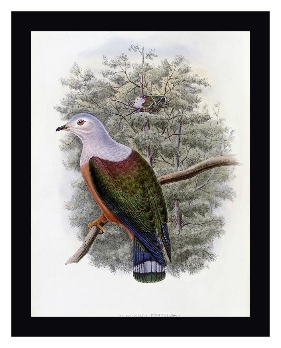 John Gould's Finchs Fruit-Pigeon Framed Canvas Art Print - 28x36 Inch Wall Decor with Black Frame - Ready to Hang for Living Room, Bedroom & Office