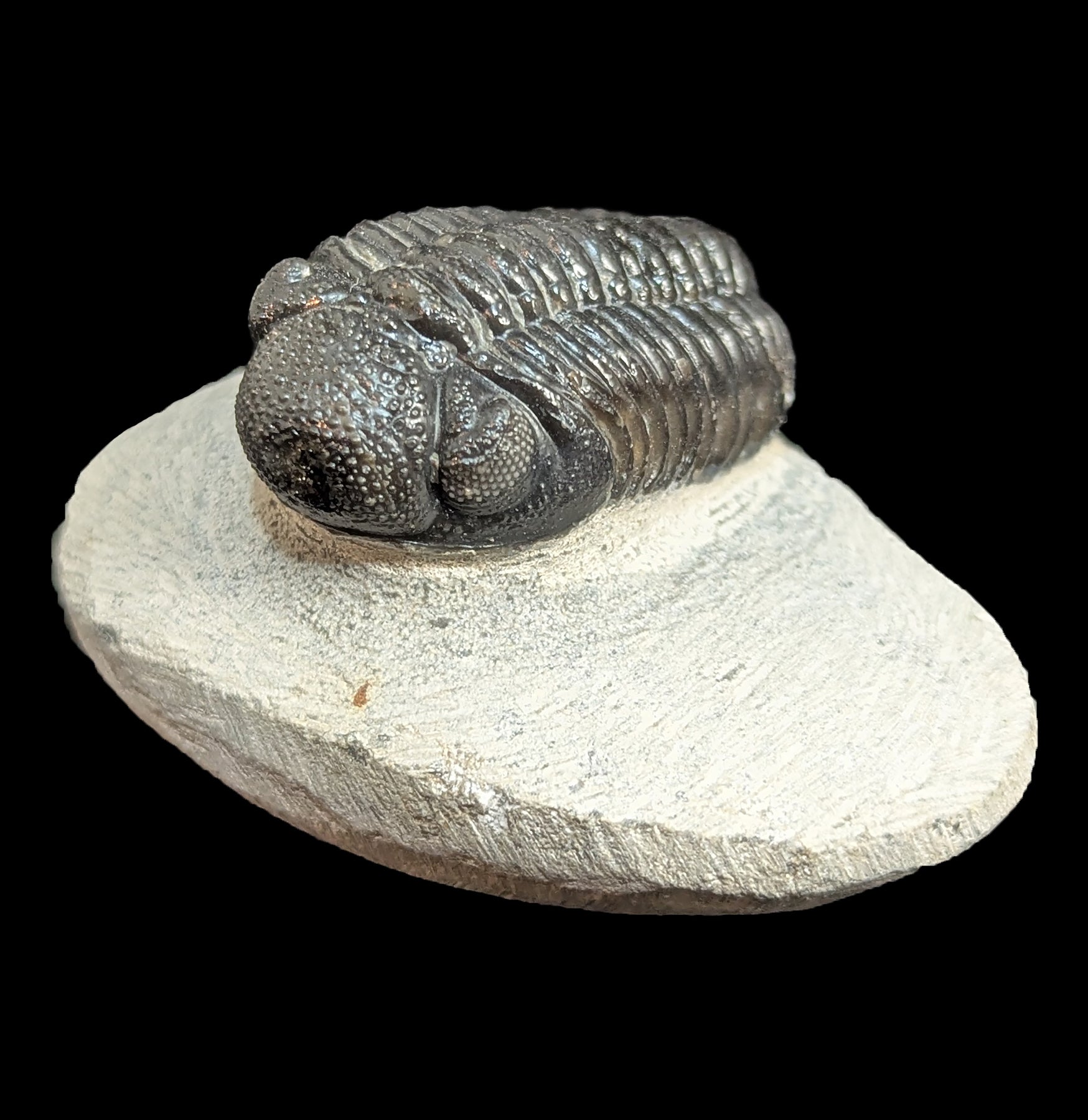 Authentic Phacops Rana Trilobite Fossil in Matrix - Rare Devonian Era Specimen for Collectors & Science Education - Perfect for Home Display, Classroom Teaching & Paleontology Studies