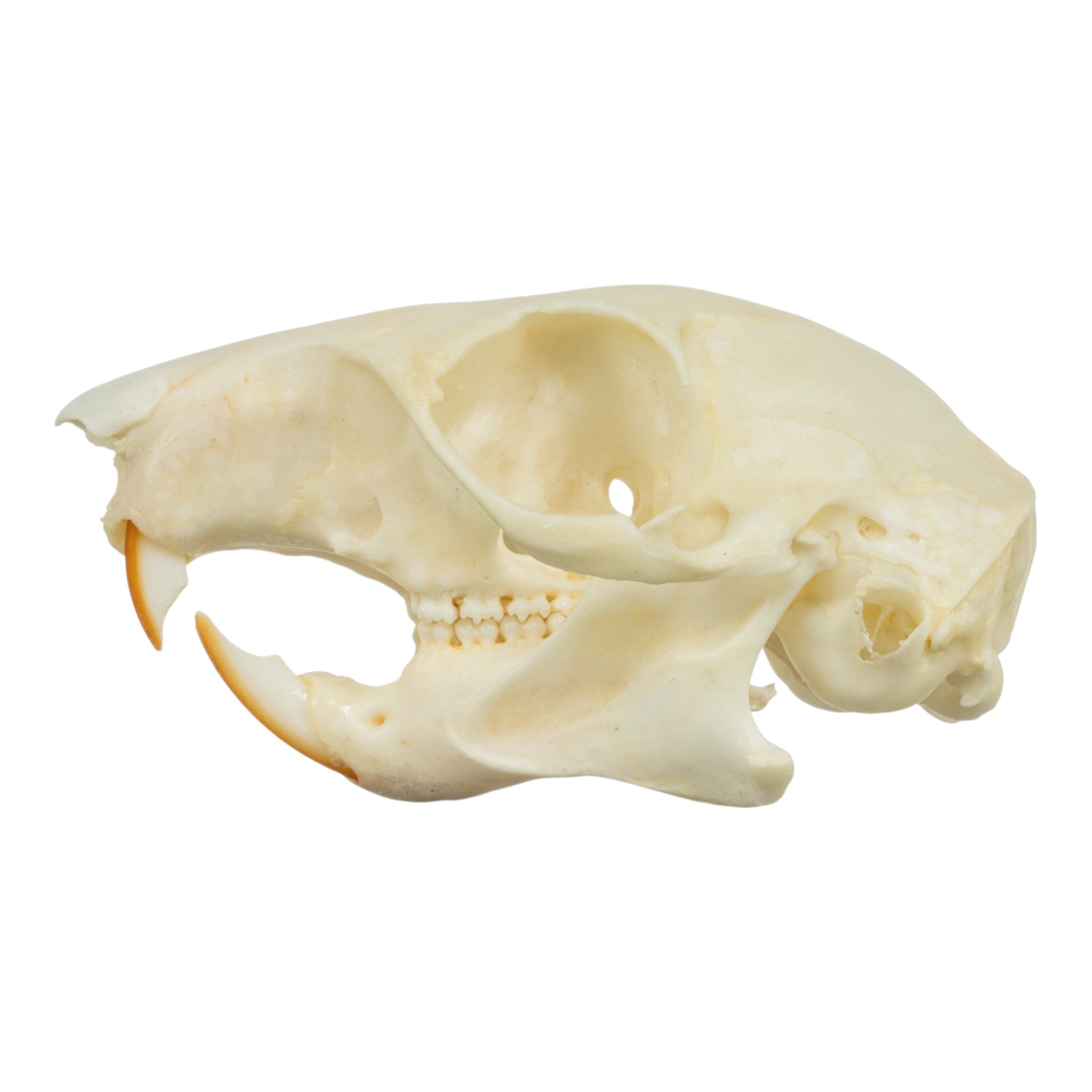 Realistic Squirrel Skull Replica - Detailed Animal Bone Specimen for Halloween Decor, Taxidermy Display & Science Education - Perfect for Gothic Home Decor, Biology Classrooms & Oddity Collections
