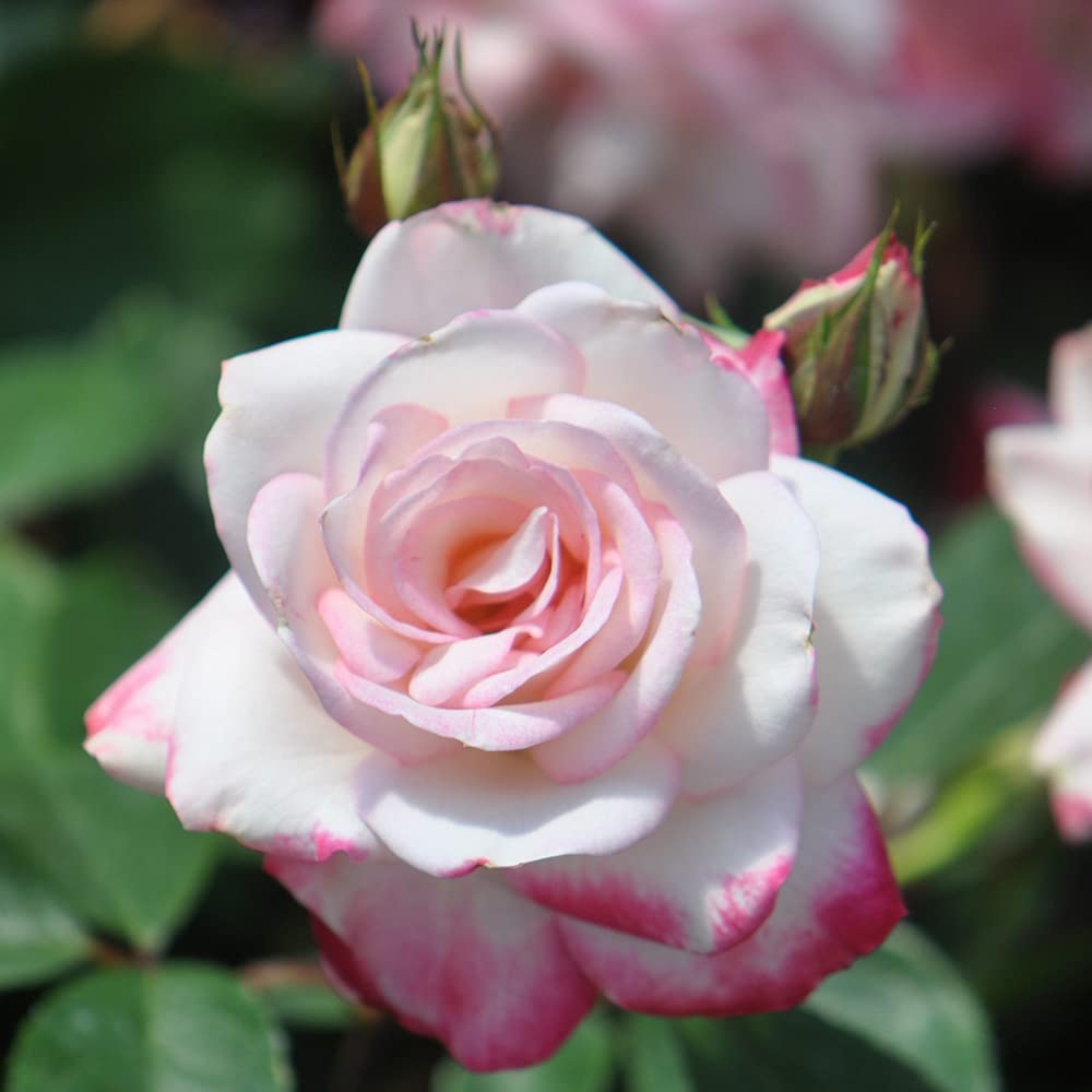 Candy Cane Cocktail Floribunda Rose Bush - Live Heirloom Rose Plant for Outdoor Garden Planting | Perfect for Landscaping, Flower Beds & Romantic Garden Decor