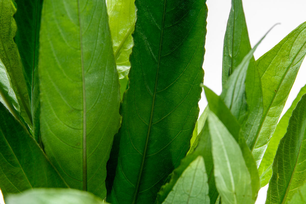 Hygrophila Corymbosa Stricta (Nomaphila Stricta) - Live Aquarium Plant for Fish Tanks, Freshwater Aquascaping & Aquatic Gardens - Perfect for Beginners & Planted Tanks
