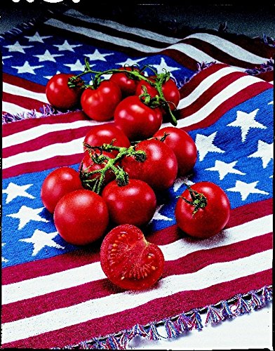 Fourth of July Tomato Plant - Fast Growing Heirloom Variety Ripens in 44 Days - 2.5