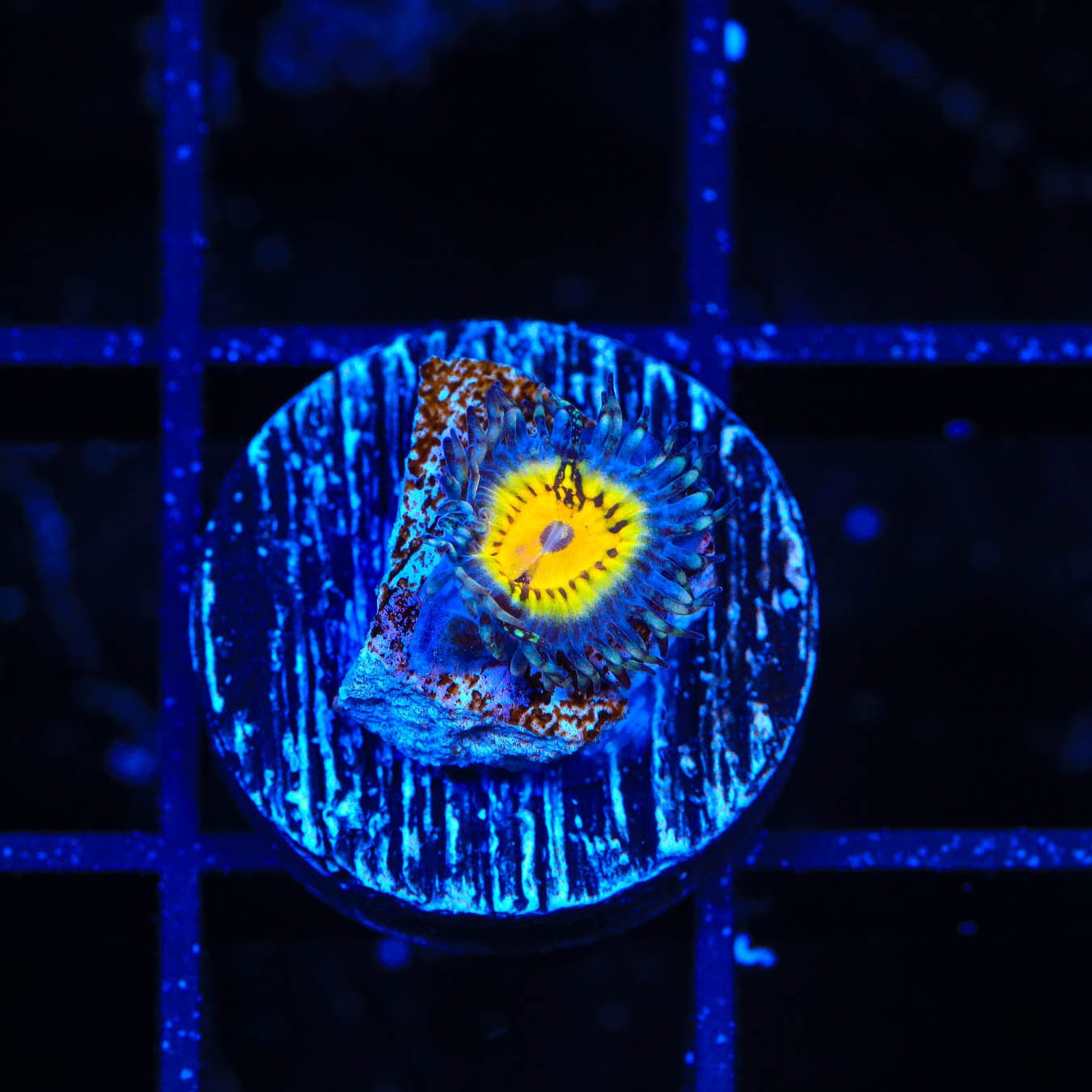 Premium Zoanthid Coral for Saltwater Aquariums - Vibrant Colors & Easy Care - Perfect for Reef Tanks & Marine Displays