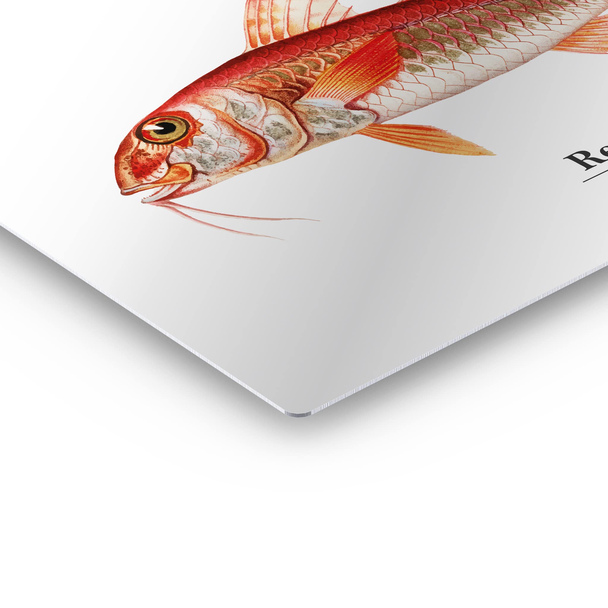 Smile Art Design Red Mullet Mullus Barbatus Fish Metal Wall Art Print - Ocean Marine Animal Painting for Coastal Decor, Living Room, Bedroom & Kids Room - Nautical Fishing Theme Home Decor - Made in USA 24x36