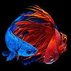 Betta Twin