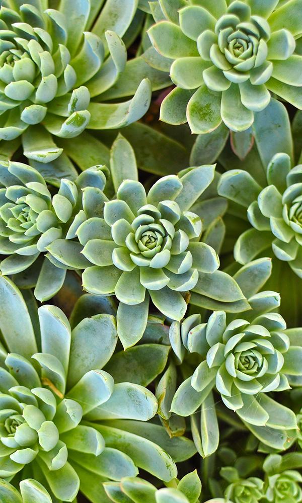 Blossoming Succulents Geometric Floral Mural Wallpaper M9571 - Peel and Stick Removable Wallpaper for Home Decor, Bedroom, Living Room, Nursery | Self-Adhesive Waterproof Wallpaper Sample