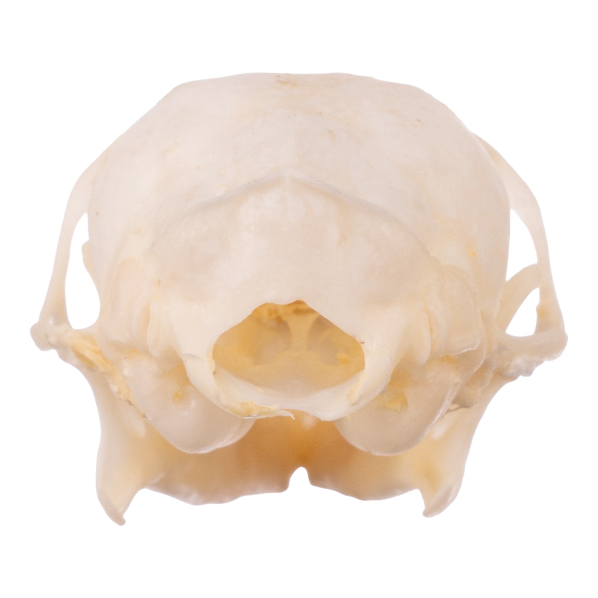 Real Tree Shrew Skull - Authentic Animal Skull Specimen for Science Education, Taxidermy & Gothic Decor | Perfect for Biology Classrooms, Oddity Collections & Halloween Displays
