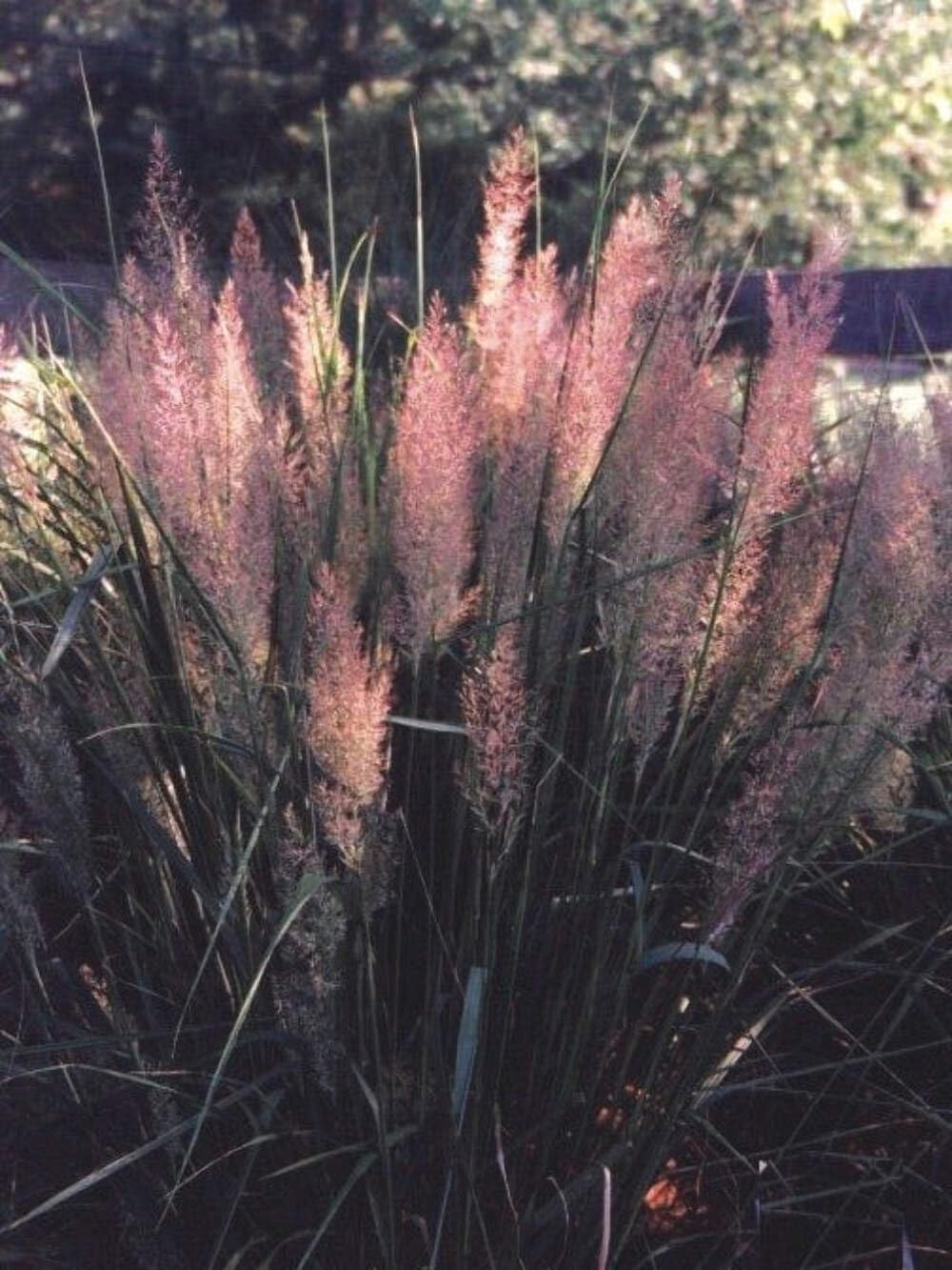 Perennial Farm Marketplace Calamagrostis brachytricha (Korean Feather Reed Grass) - #1 Container Size, Green Foliage Ornamental Grass for Landscaping, Garden Borders & Container Gardening
