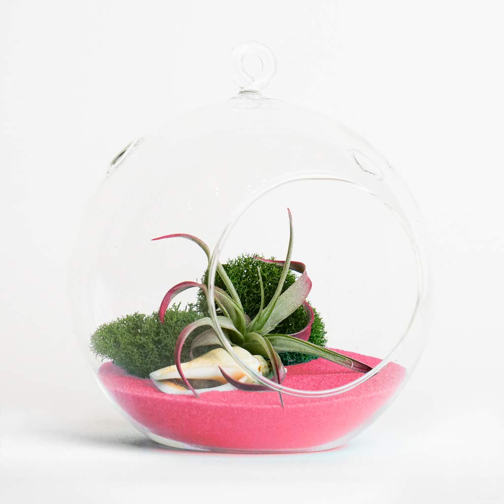 Glass Terrarium Kit for Air Plants - Hanging Glass Terrarium Globe with Pink Sand, Shell & Reindeer Moss - DIY Home Decor for Living Room, Office or Gift Idea - Perfect for Succulents, Fairy Gardens & Indoor Plants (Air Plant Not Included)