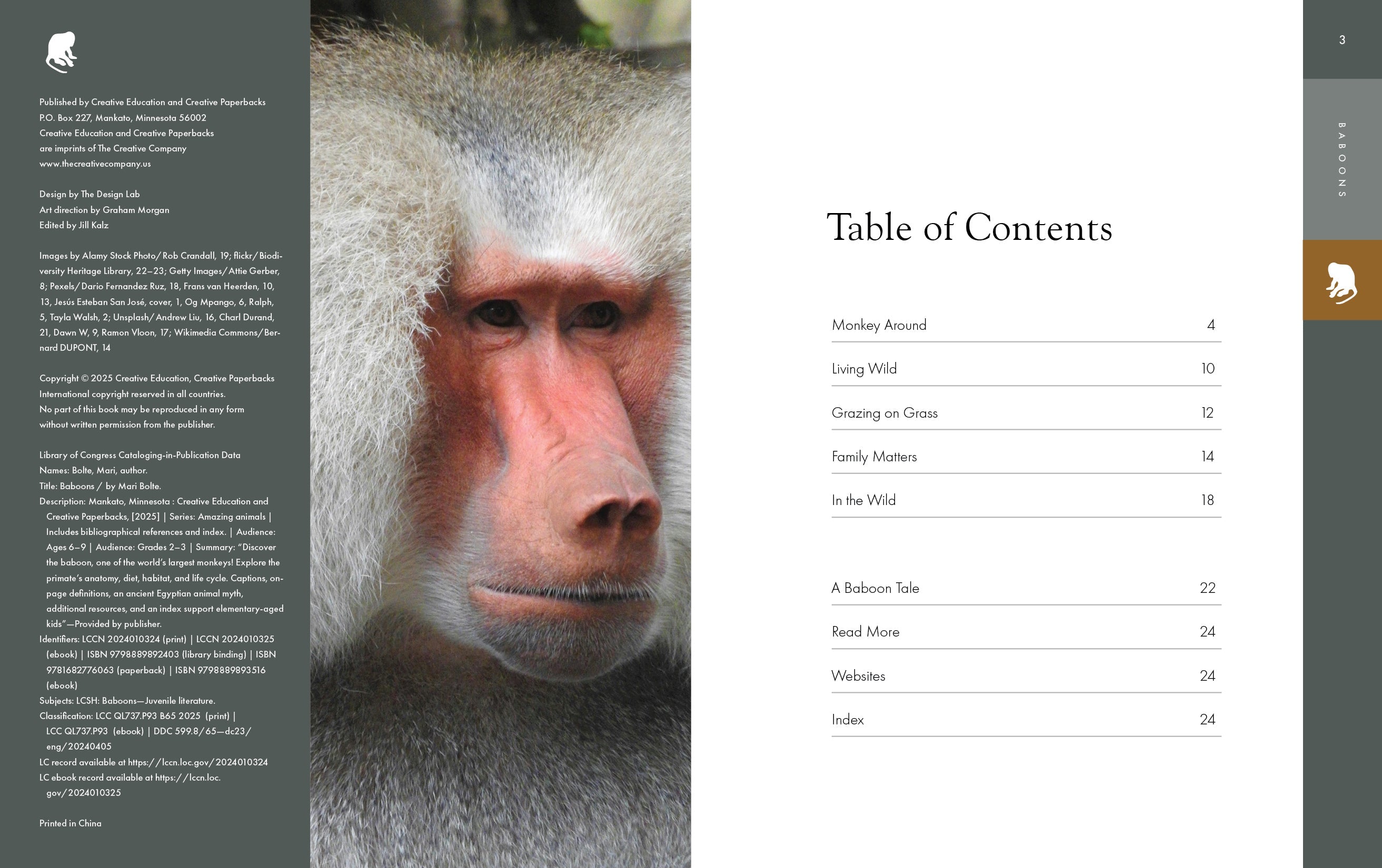 Amazing Baboons: Fascinating Facts and Behaviors of These Intelligent Animals (2025) - Perfect for Wildlife Enthusiasts & Educational Use