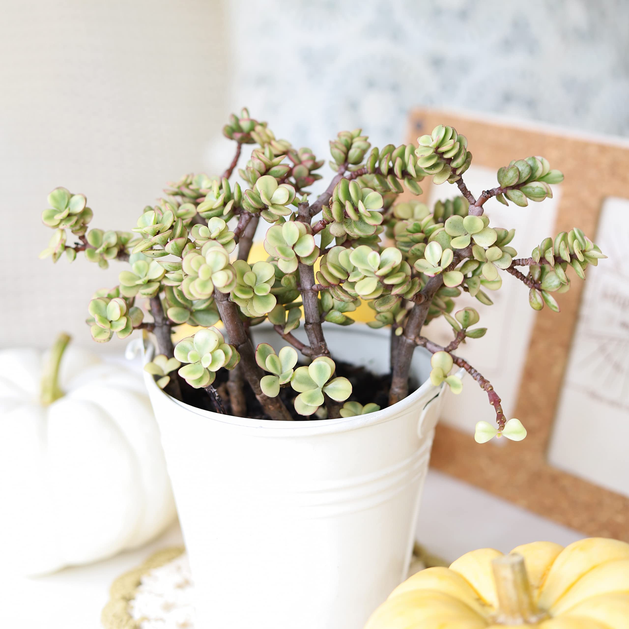 Variegated Elephant Bush (Portulacaria afra) - Live Succulent Plant with 2 Inch Clay Pot | Lucky Money Tree for Home Office Decor | Unique Gift for Plant Lovers, Feng Shui & Indoor Gardening Enthusiasts