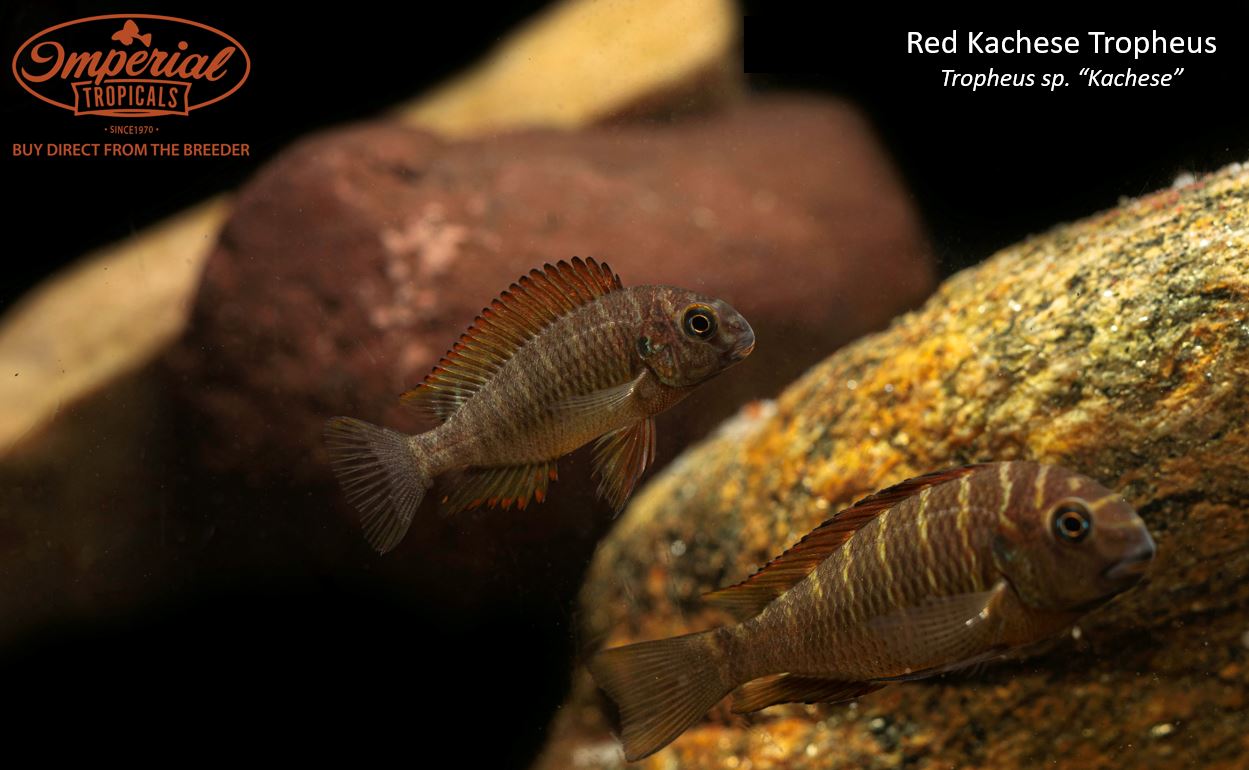 Premium Red Kachese Tropheus Cichlid Fish - Live Tropical Aquarium Fish for African Cichlid Tanks - Perfect for Home Aquariums & Fish Breeding Enthusiasts