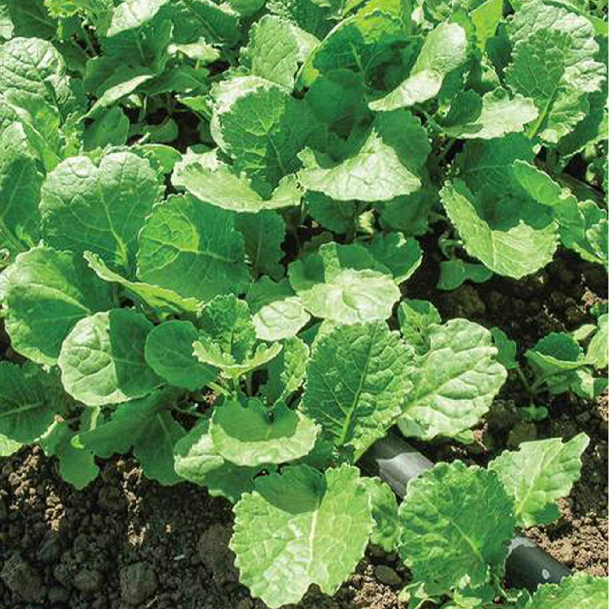 Ethiopian Kale Seeds - Non-GMO Heirloom Vegetable Seeds (4oz ~34,000 Seeds) for Organic Gardening, Microgreens & Homegrown Superfoods - Perfect for Salads, Smoothies & Healthy Meal Prep