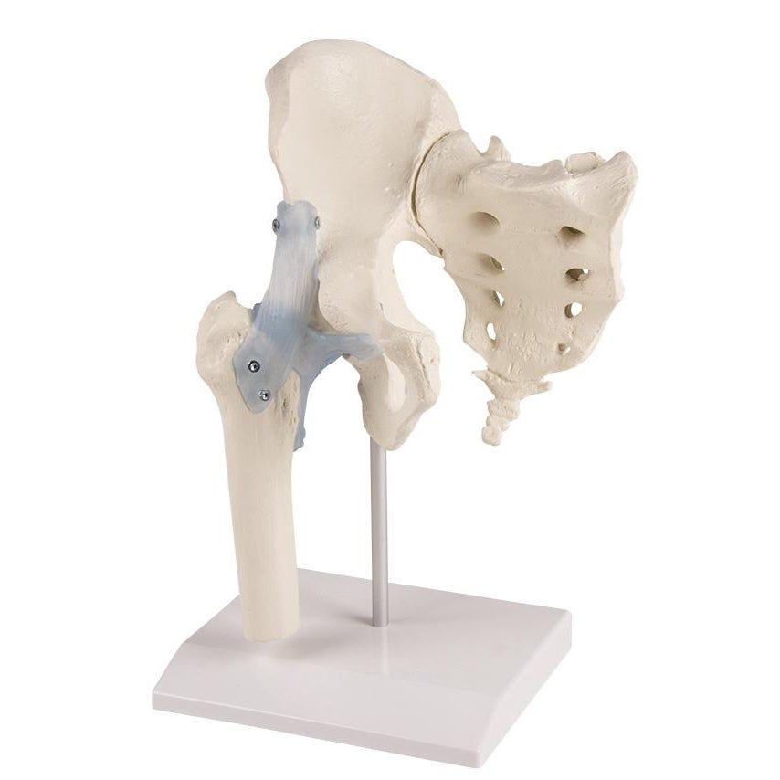 Human Hip Joint Model with Sacrum & Ligaments - Anatomical Display Stand - Perfect for Medical Education, Physical Therapy & Classroom Demonstrations