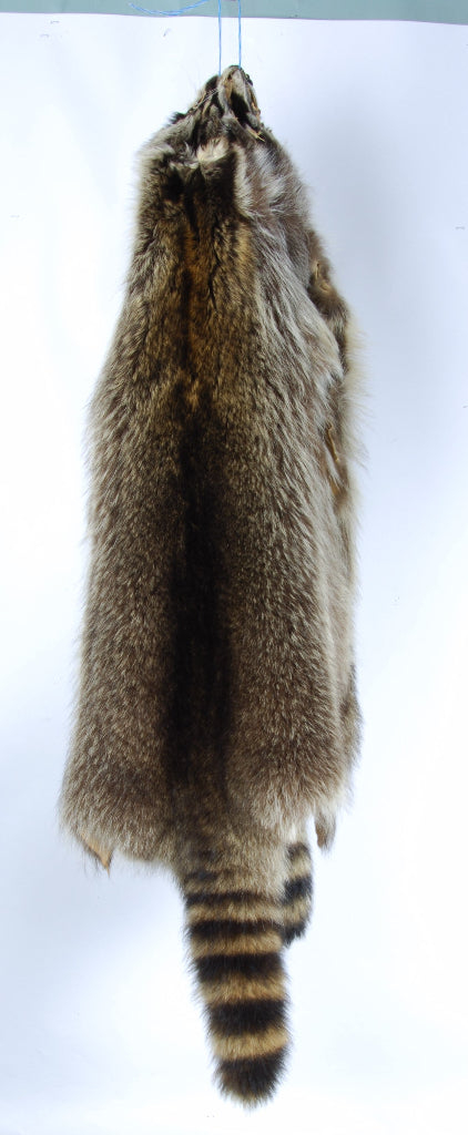 Premium Raccoon Fur Pelts - High-Quality King Kong Style for Taxidermy, Crafts, and Home Decor | Perfect for DIY Projects, Fashion Accessories, and Hunting Trophies