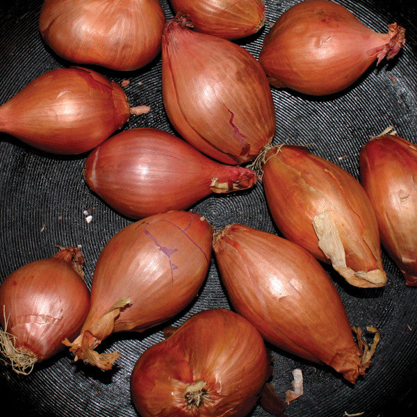 Ty Segall - Fried Shallots (12