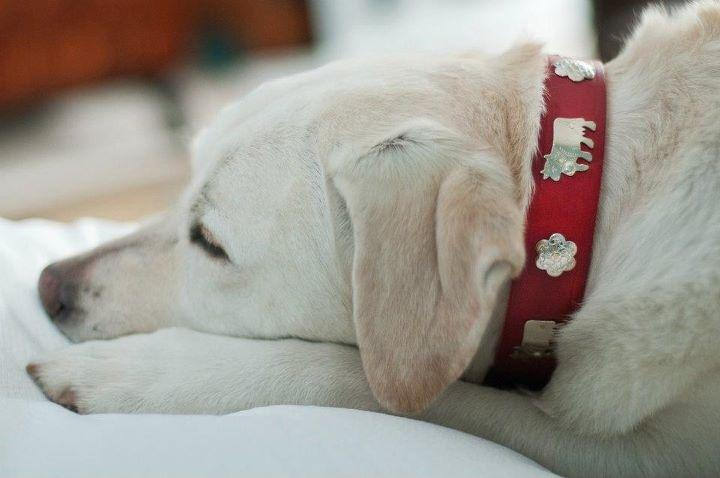 Premium 1 1/4 Inch Medium Traditional Swiss Dog Collar - Durable Leather Pet Collar for Small to Medium Dogs - Perfect for Daily Walks, Training & Outdoor Adventures