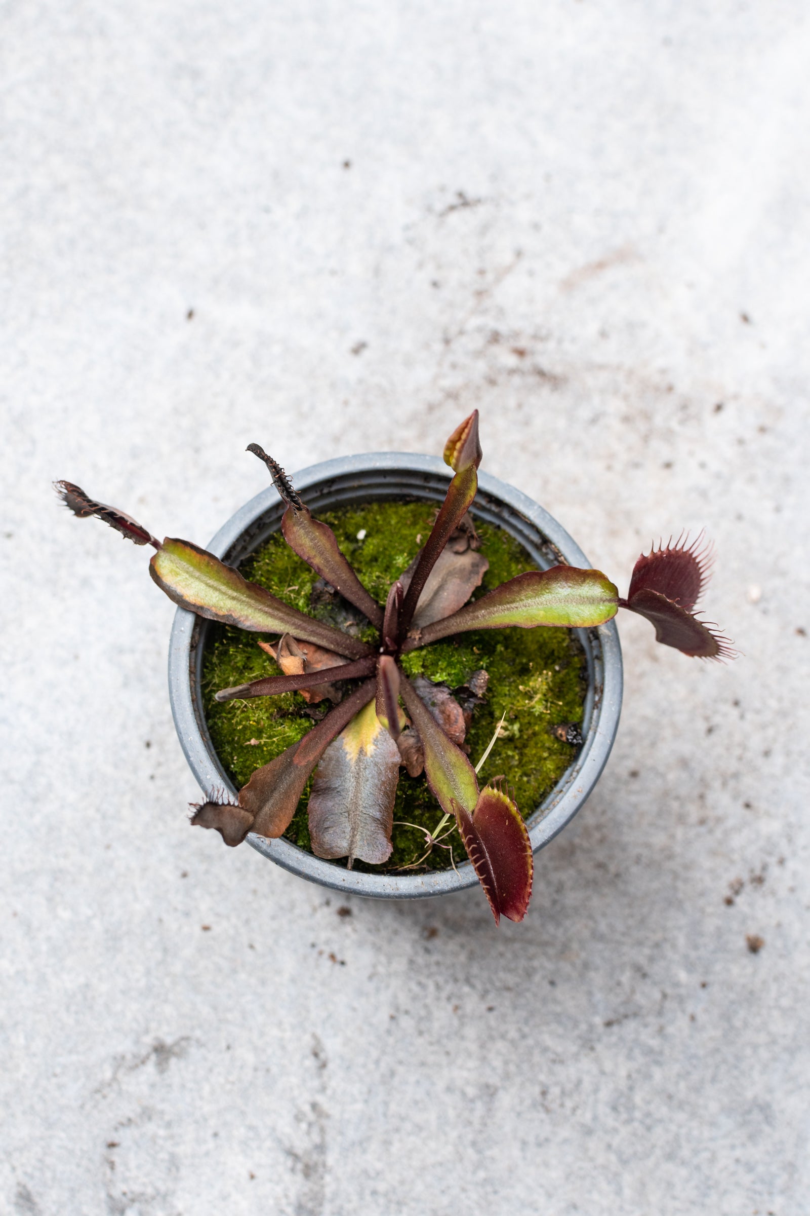 Venus Flytrap (Dionaea Muscipula) - 4 Inch Carnivorous Plant for Natural Pest Control | Perfect for Windowsills, Terrariums & Indoor Gardens