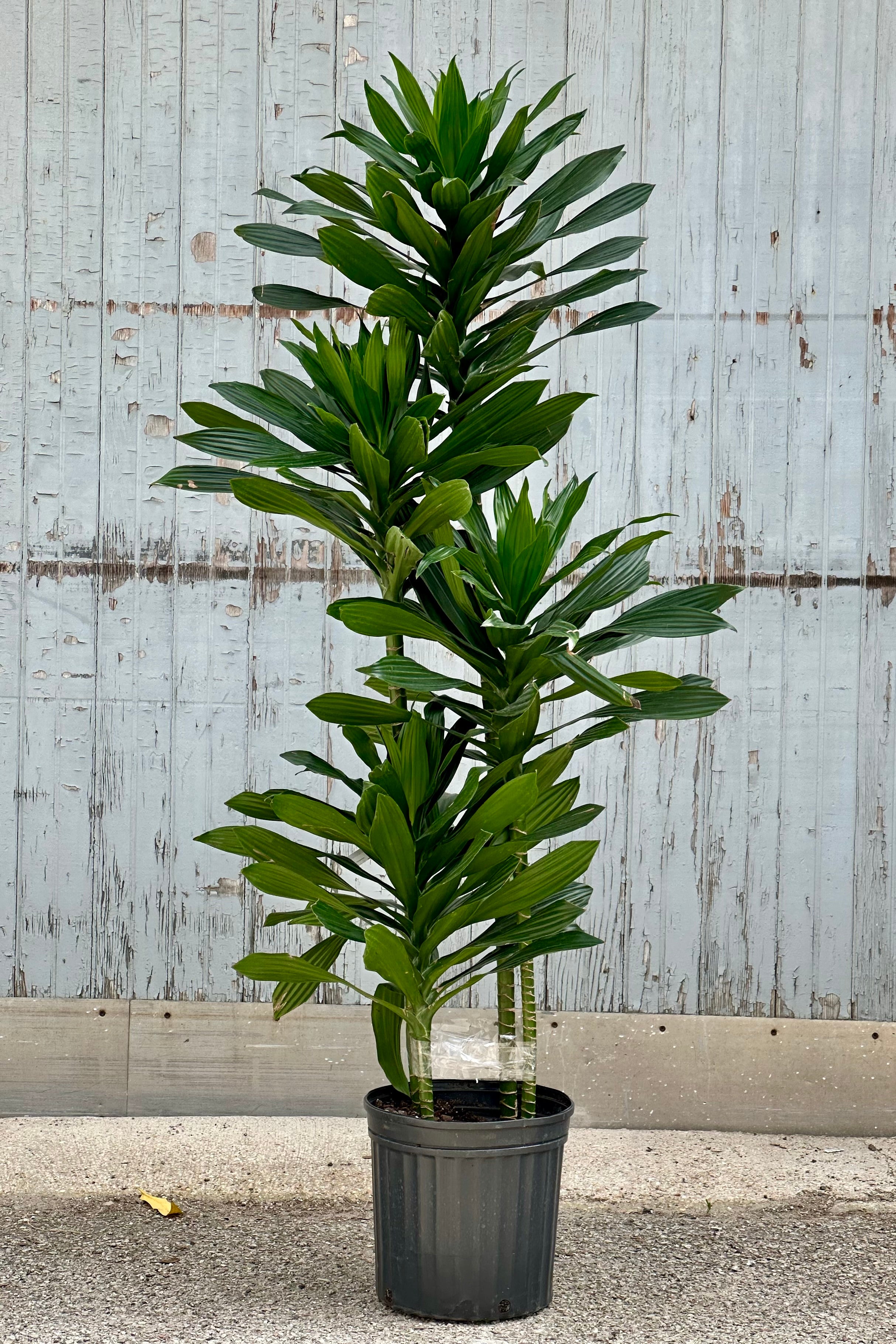 Dracaena 'Green Jewel' Staggered Cane 10